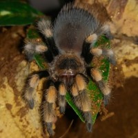 Brachypelma Hamorii