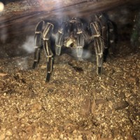 Aphonopelma sp. Guatemala Stripe Leg