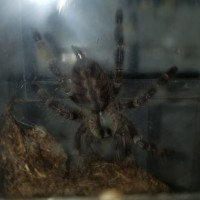 Poecilotheria Regalis