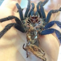 Chromatopelma cyaneopubescens (Molt Sexing)