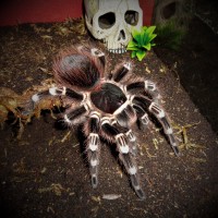 0.1 Acanthoscurria geniculata