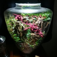 Metagyndes innata Vivarium