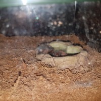 Brachypelma emilia