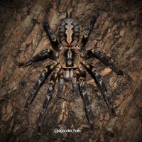 0.1 Poecilotheria ornata