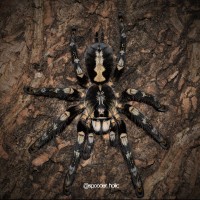 0.1 Poecilotheria subfusca