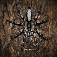 0.1 Poecilotheria regalis