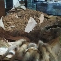 Aphonopelma chalcodes