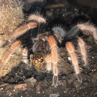 Brachypelma boehmei