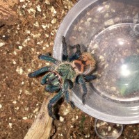 GBB