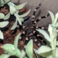 Acanthoscurria Geniculata