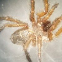 Harpactira pulchripes