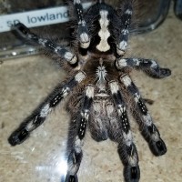 0.1 Poecilotheria subfusca Lowland/Bara