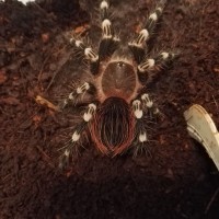 Freshly molted tiny female.