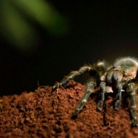 Tarantula From Argentina