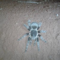 Tarantula From Argentina