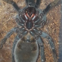 male or female? (Brachypelma vagans)