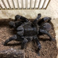 Haplopelma or cyriopagopus?