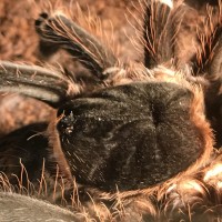 Acanthoscurria geniculata Enjoying a Cricket (1/3)