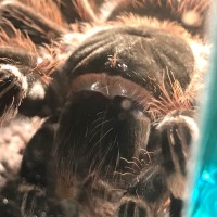 Acanthoscurria geniculata Enjoying a Cricket (2/3)