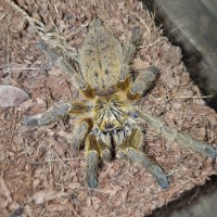 Pterinochilus Murinus ♀️