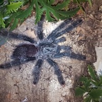 A. avicularia