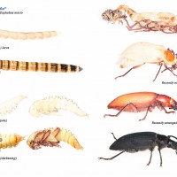 Superworm life cycle