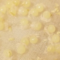 Psalmopoeus cambridgei Eggs With Legs