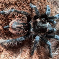 Sericopelma angustum