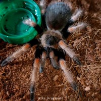 Brachypelma baumgarteni