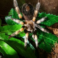 B. hamorii female