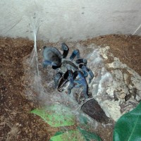 Eating a 1.0 B.dubia