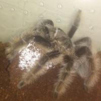 Brachypelma Albopilosum Eggsac