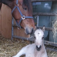 First foal of the year
