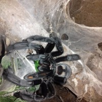 Freshly molted female