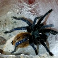 Chromatopelma cyaneopubescens