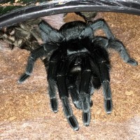 G. pulchra