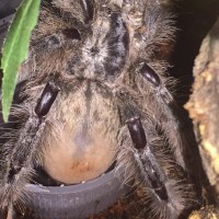 H. maculata abdomen close-up