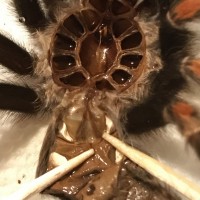 Brachypelma Auratum