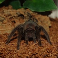 G. pulchra