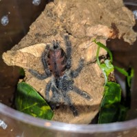 What Avicularia species?