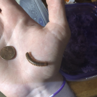 Unknown Millipede Species