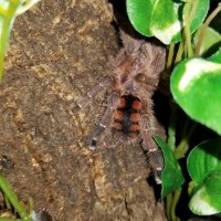 Avicularia Minatrix