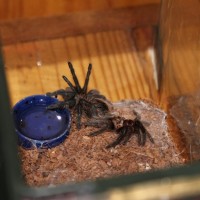 B.albo Molt April 2 2018