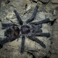 Avicularia sp. Colombia Juvenile Female