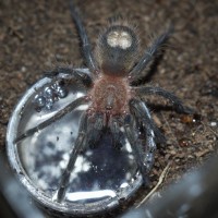 Homoeomma sp. Blue Spiderling