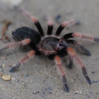 Brachypelma baumgarteni