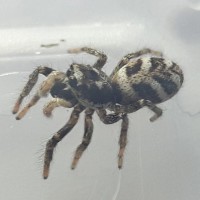 Salticus scenicus