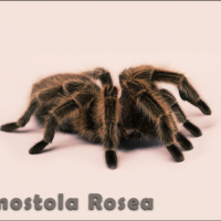 Grammostola Rosea