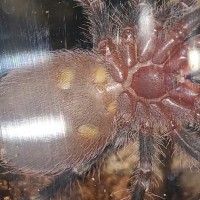 A. Geniculata sexing help