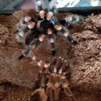 Fresh molt